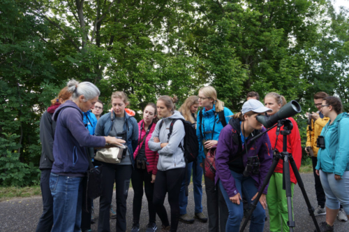 Into the flying wild 2018