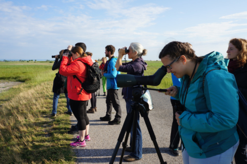 Into the flying wild 2018