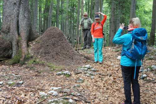 Into the wildest wild 2017