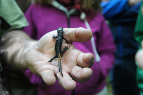 Into the wildest wild 2017